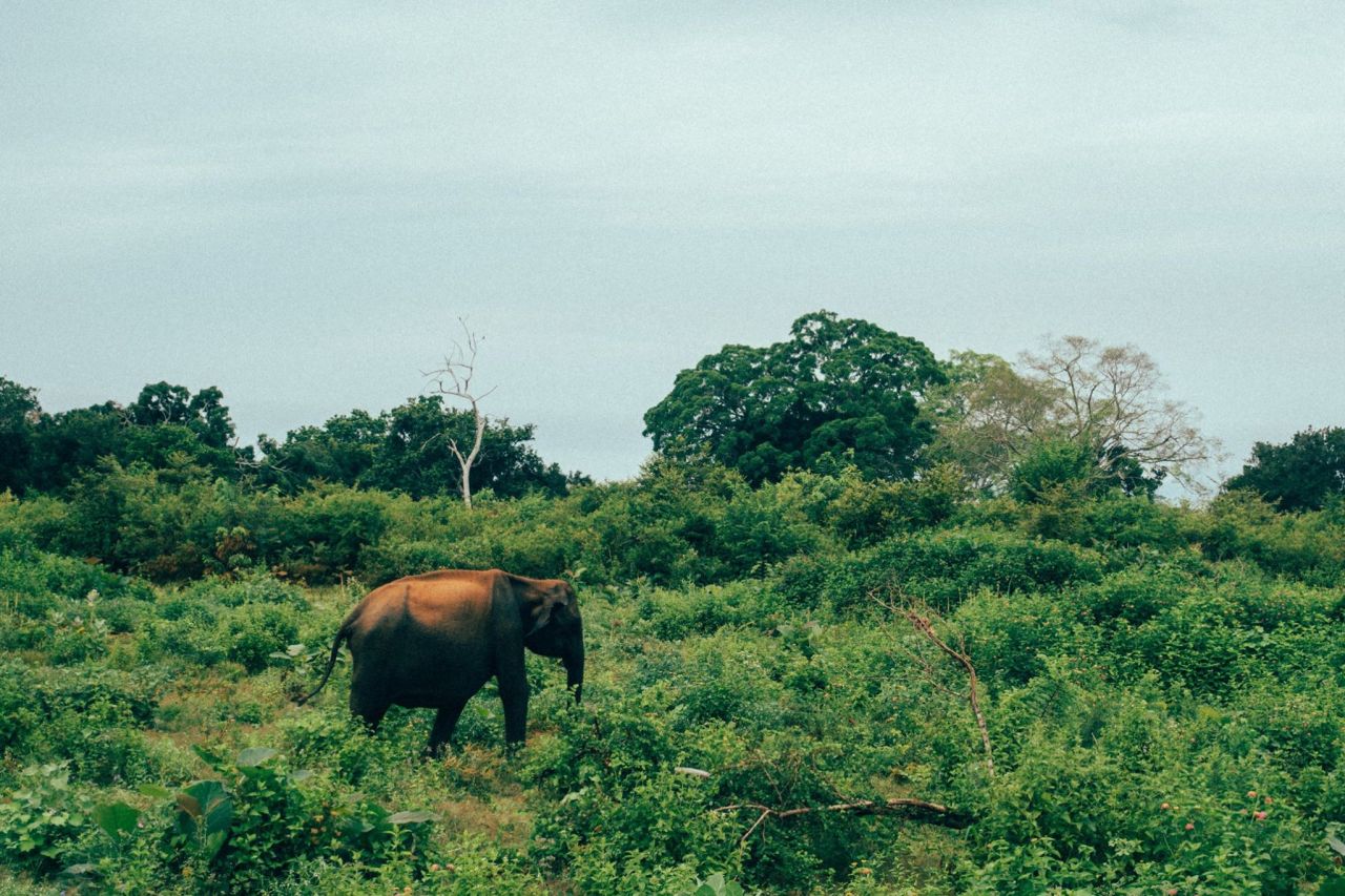 Sri Lanka