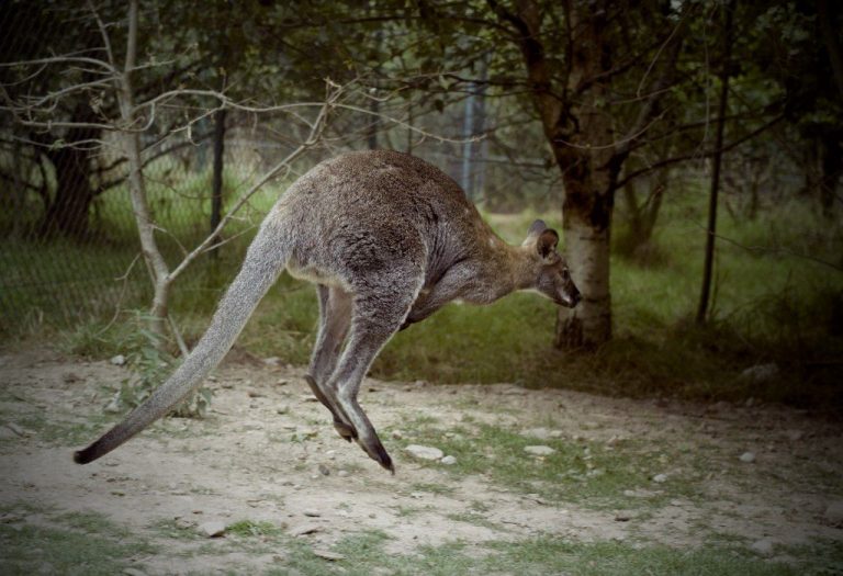 kangaroo-jumping